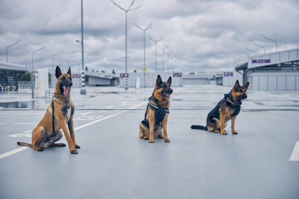 Sasova officers saluting on parade